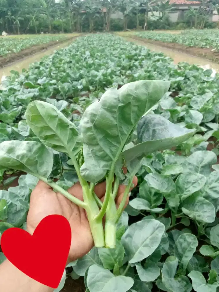 Sayur HK Kailan kualitas import
