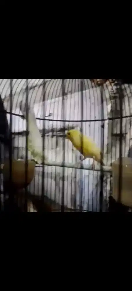 Kenari Af kuning burja