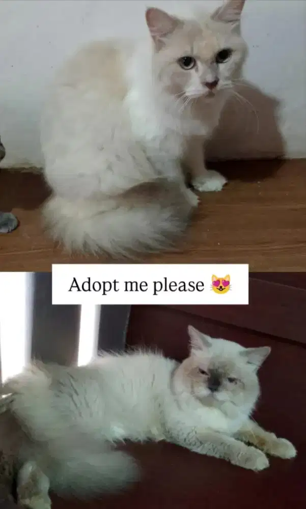 Lepas adopt himalayan n persia