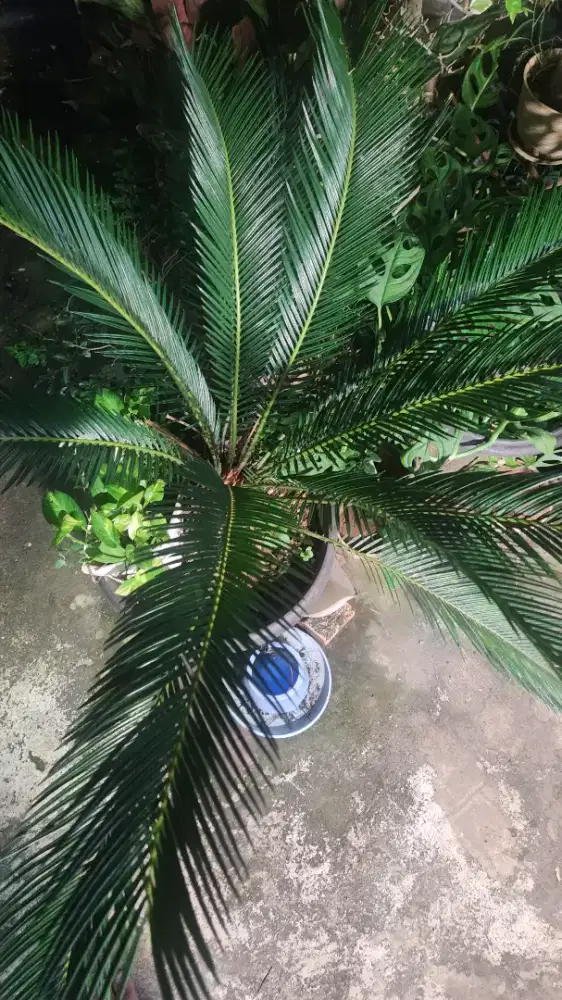 Jual murah Pohon Sikas