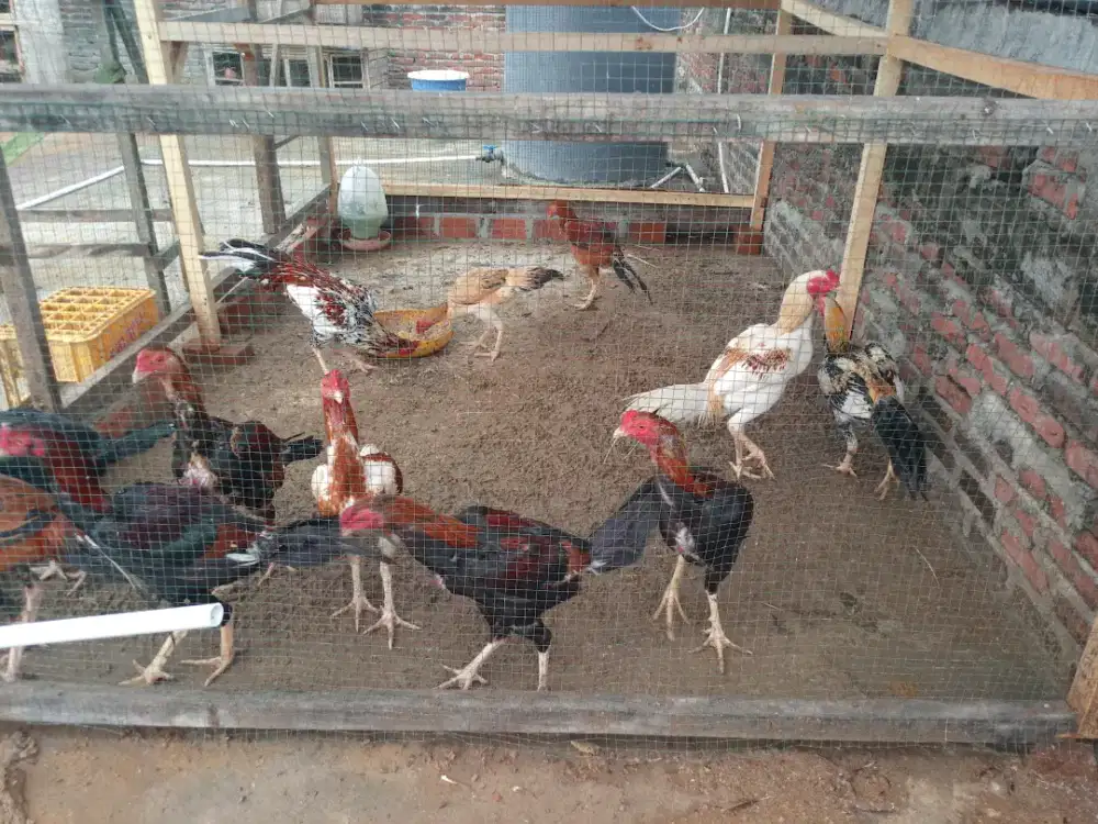 Jual bebek potong