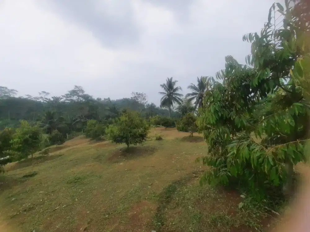 DIJUAL MURAH TANAH KEBUN DUREN  DI CIPATAT   KABUPATEN BANDUNG BARAT