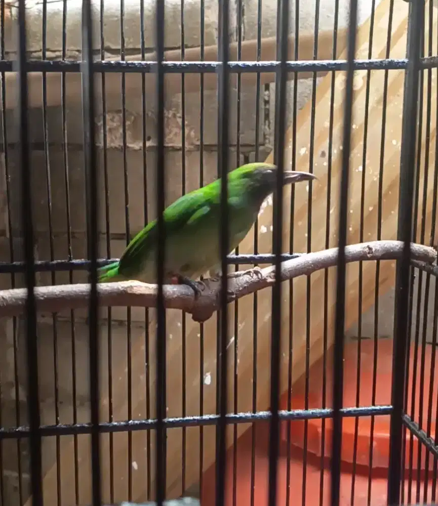 Burung bandangan pakai ring