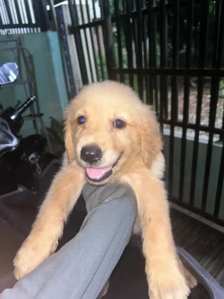 Golden Retriver Betina