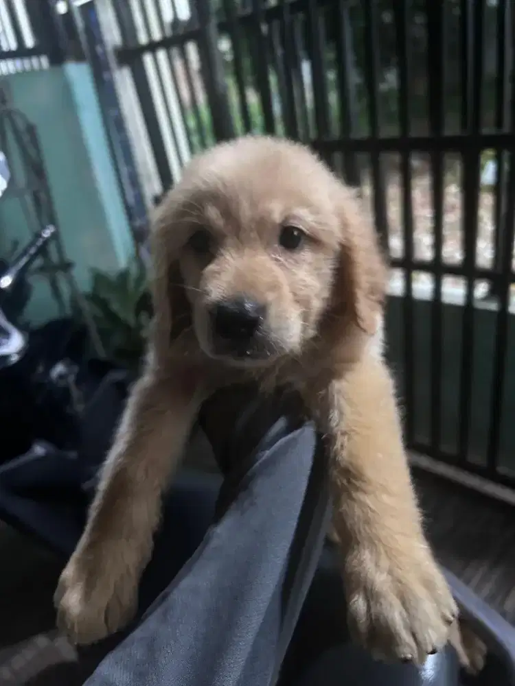 Golden Retriver Betina
