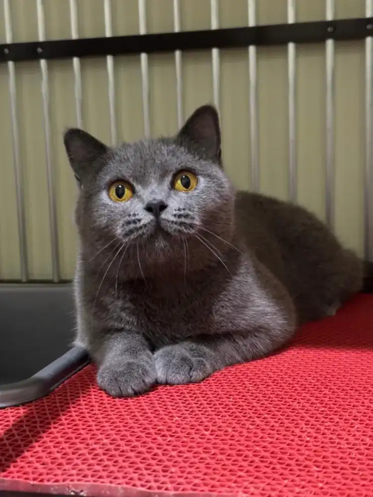 BSH Blue Betina