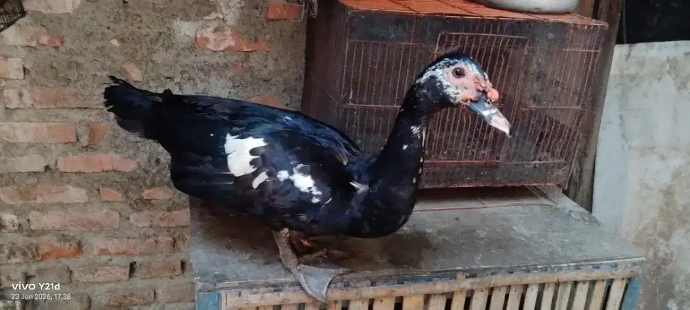 Entok jantan siap kawin