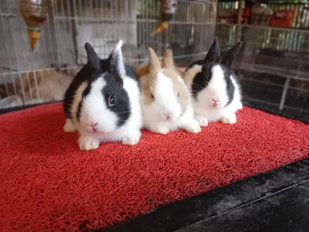 Kelinci hias dutch