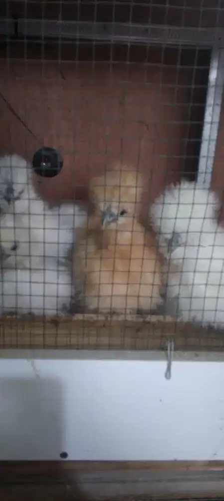Ayam hias american silkie