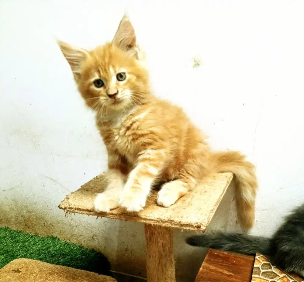 Kitten Jantan MaineCoon No mix. Garansi