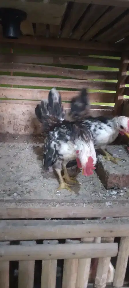 Ayam serama hias