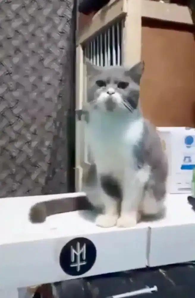 BSH bico blue betina proven