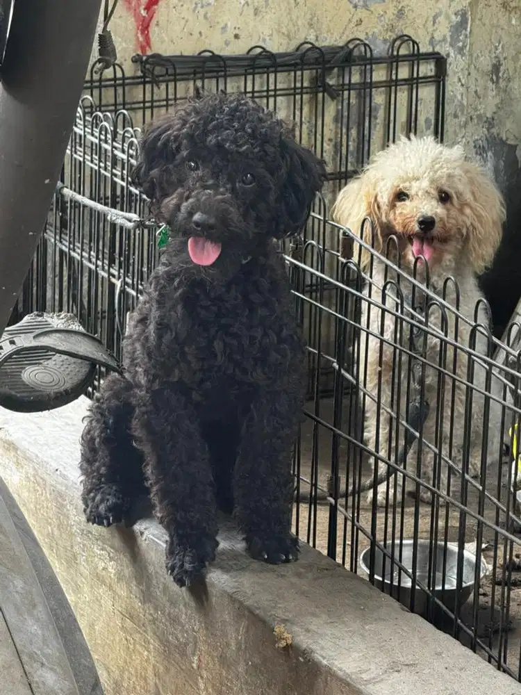 Anjing poodle jantan