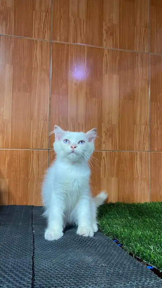 Kitten himalaya jantan