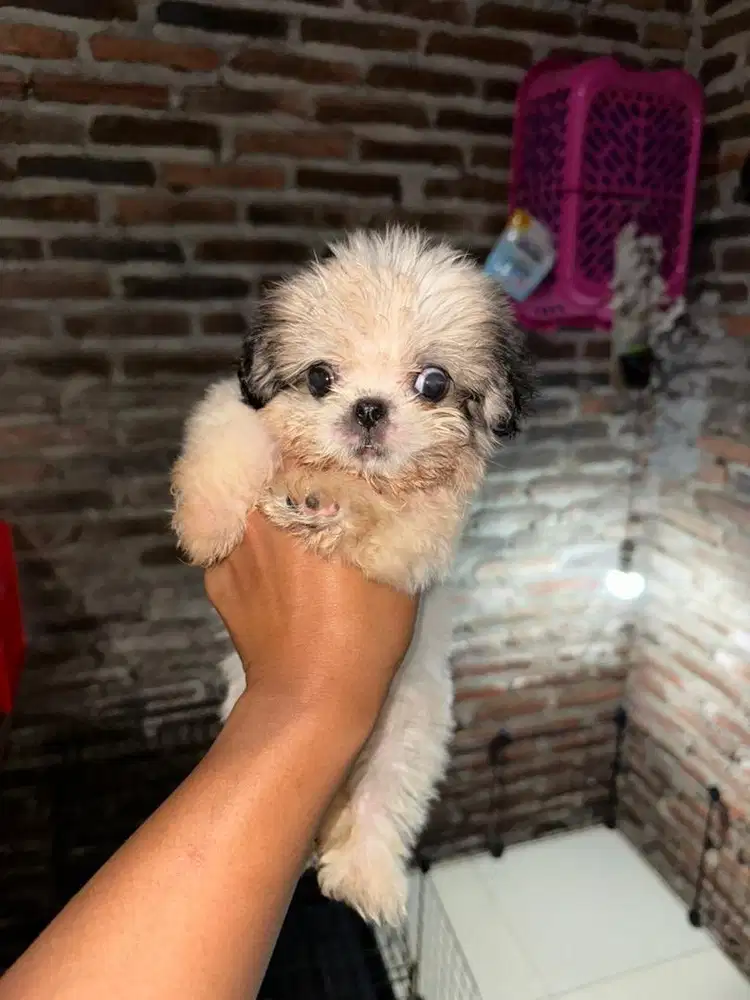 Jual shitzu teacup