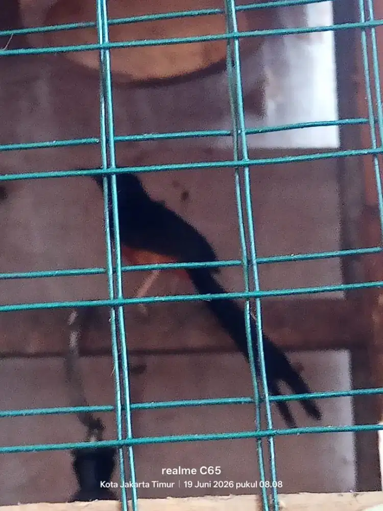 Indukan Murai Batu