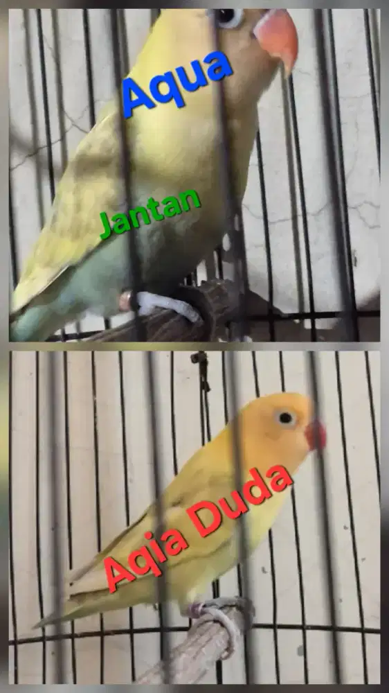 Love bird, Lovebird Biola, warna sesuai difoto, bio pb, bio euwing dll