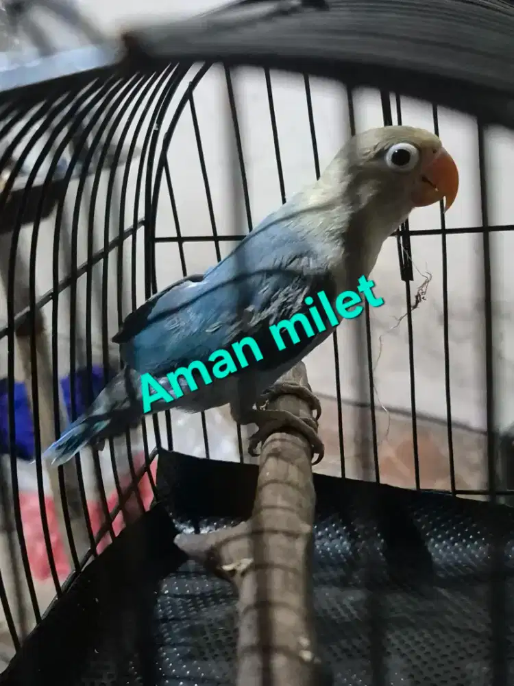 Love bird, Lovebird Biola, warna sesuai difoto, bio pb, bio euwing dll