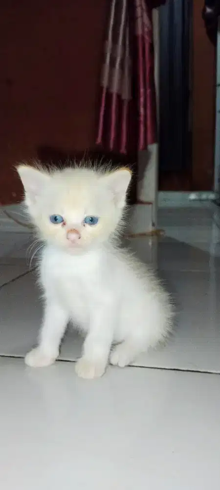 Lepas ank Persia mata biru