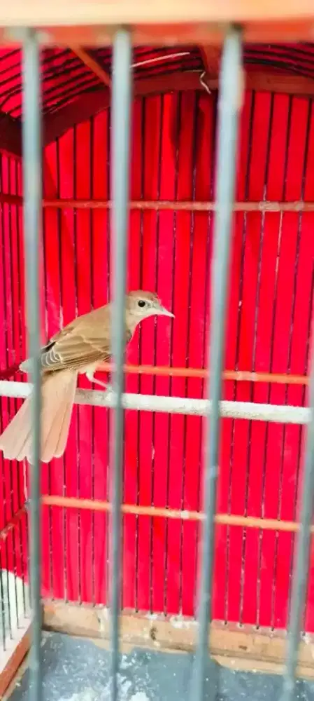 Di jual burung sikatanLondo jantan rawatan