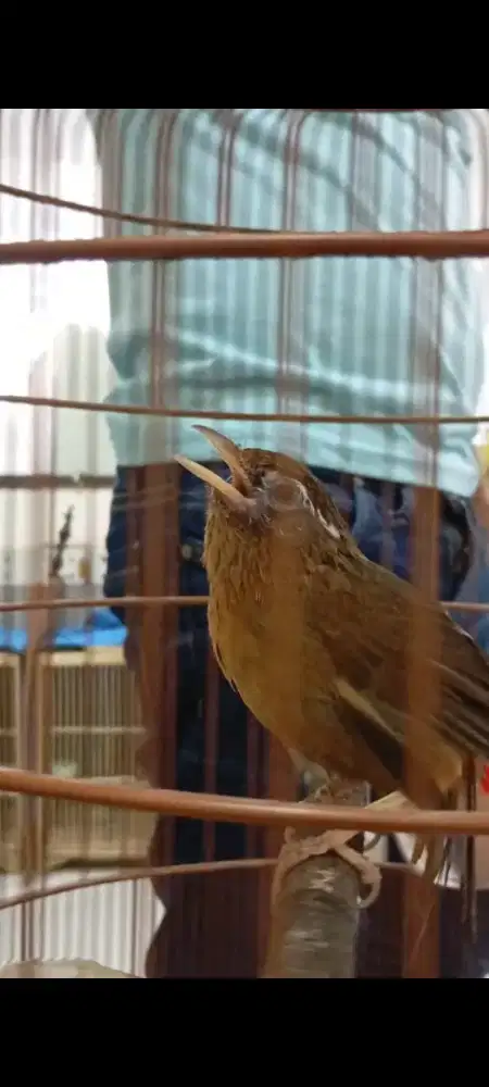 WAMBI MUDA HUTAN JINAK
