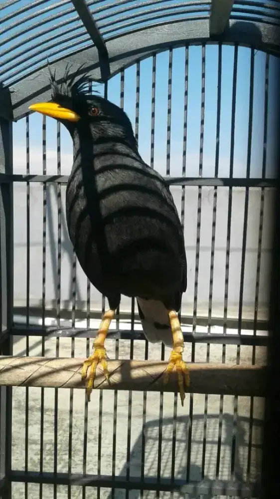 Di jual burung jalak jambul thailand