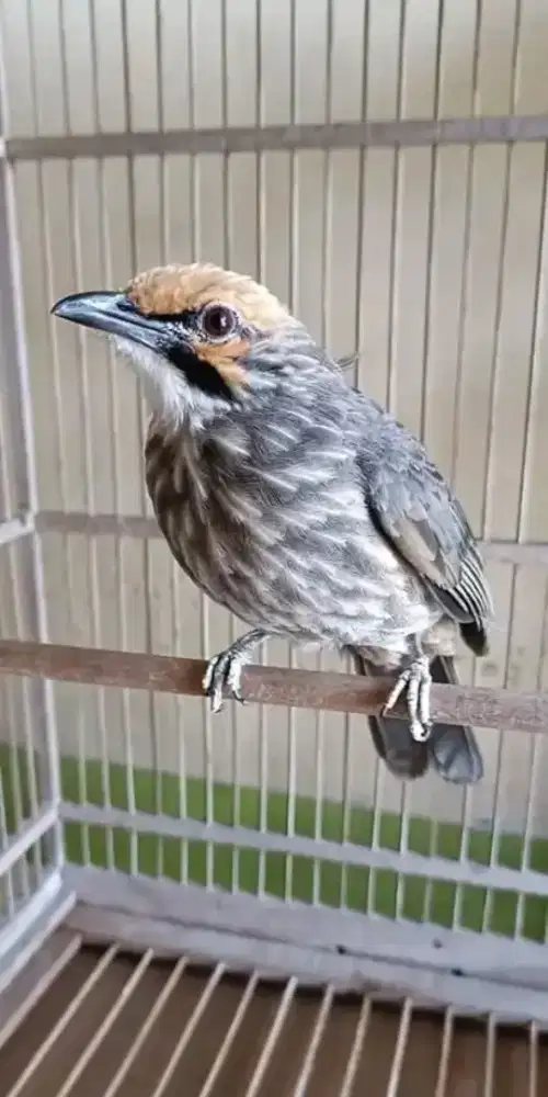 Di jual burung cucak Rowo jantan usia 1thn up