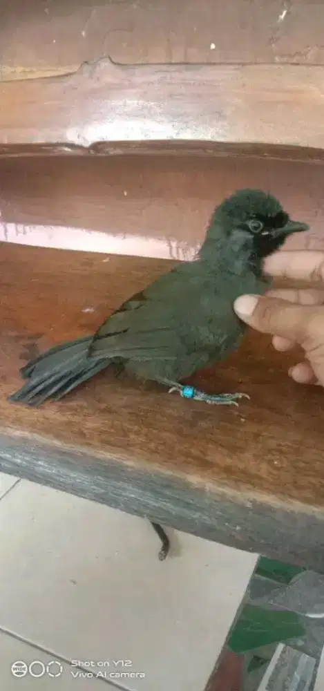 Di jual burung Poksay Hongkong pipi hitam jantan paud usia 3bln