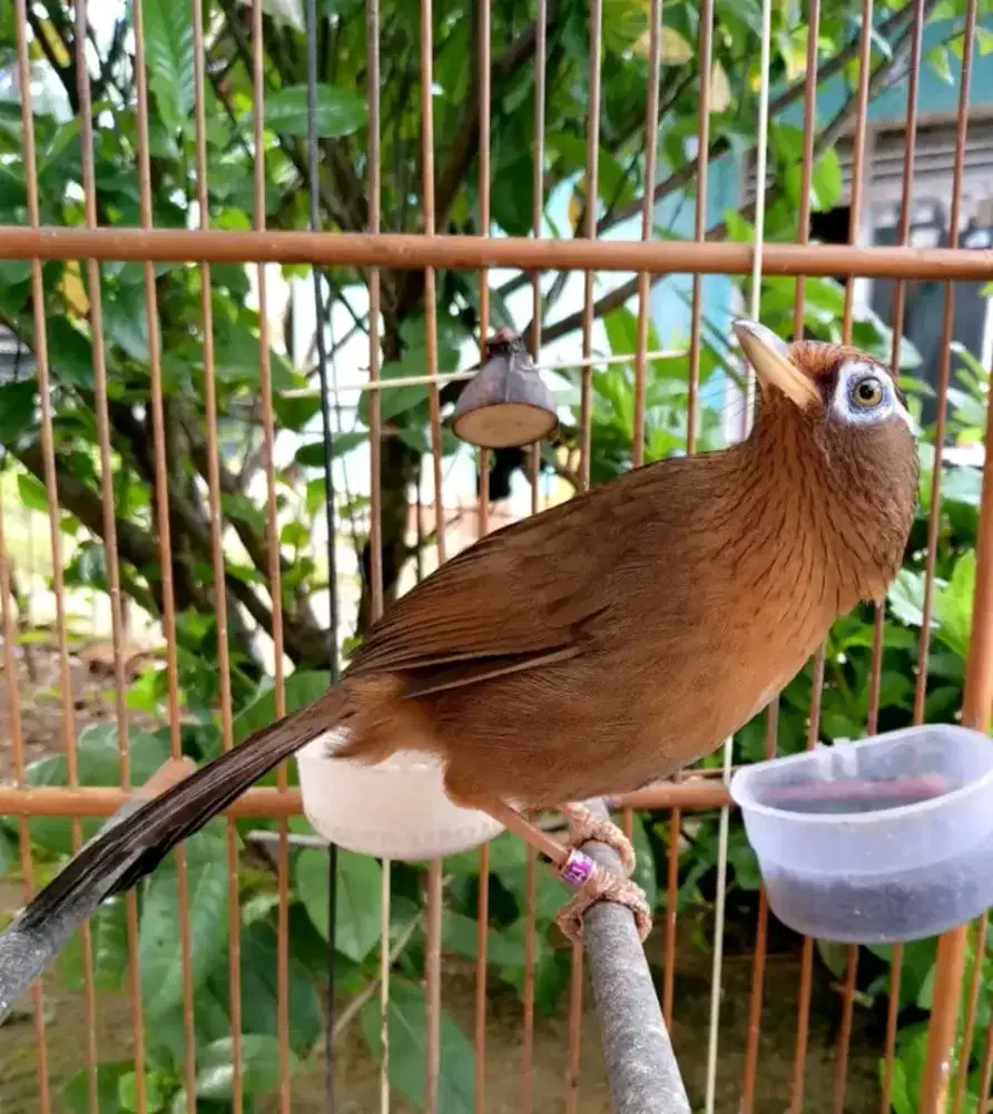 Di jual burung wambi jantan gacor