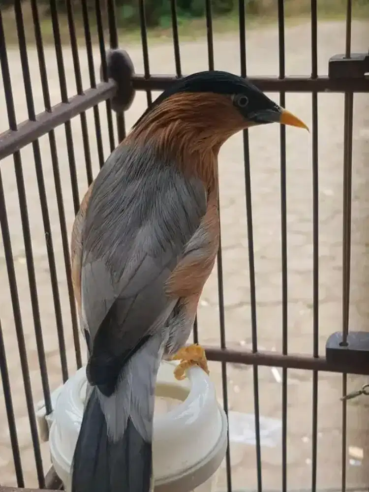 Di jual burung jalak brahmana India rajin bunyi