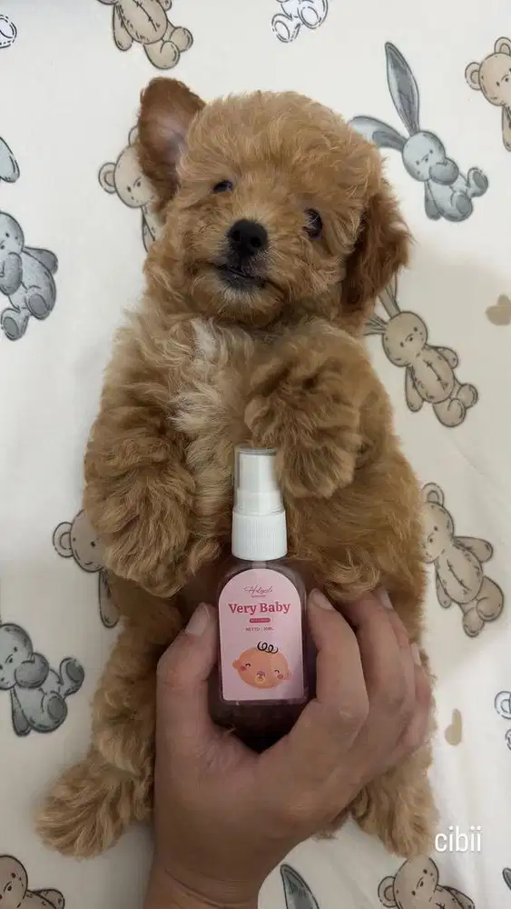 Tiny poodle betina