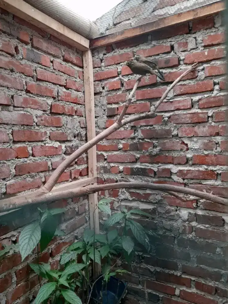 Di jual sepasang burung wambi produksian jual cepat