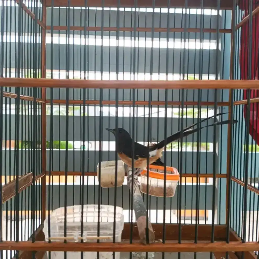 Di jual burung murai batu betina ekor 18 usia mapan