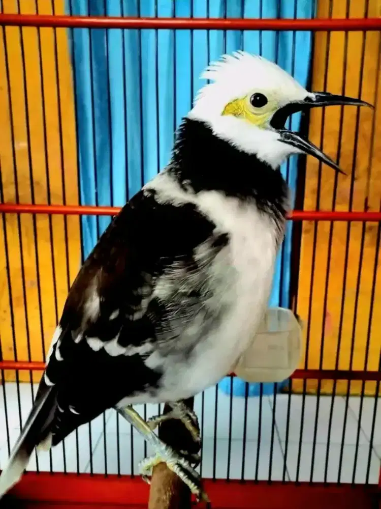 Di jual burung jalak hongkong gacor