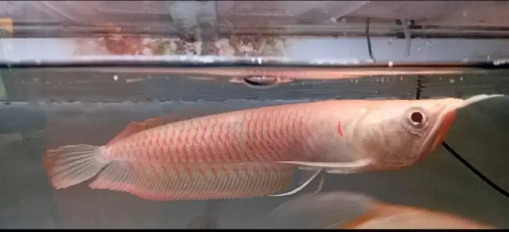 Arwana silver albino 25cm