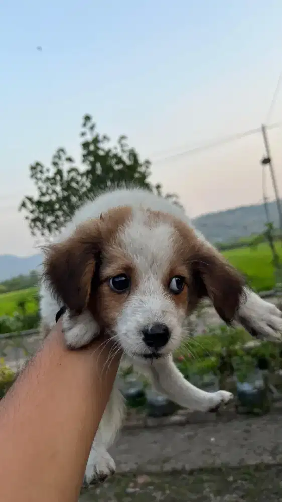 Dijual Puppies Lucu
