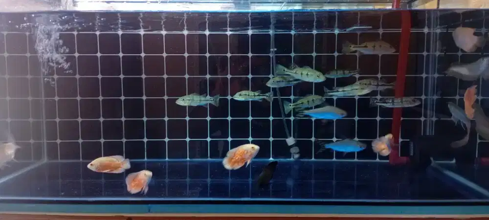 Ikan predator oscar pibass dan arwana silver