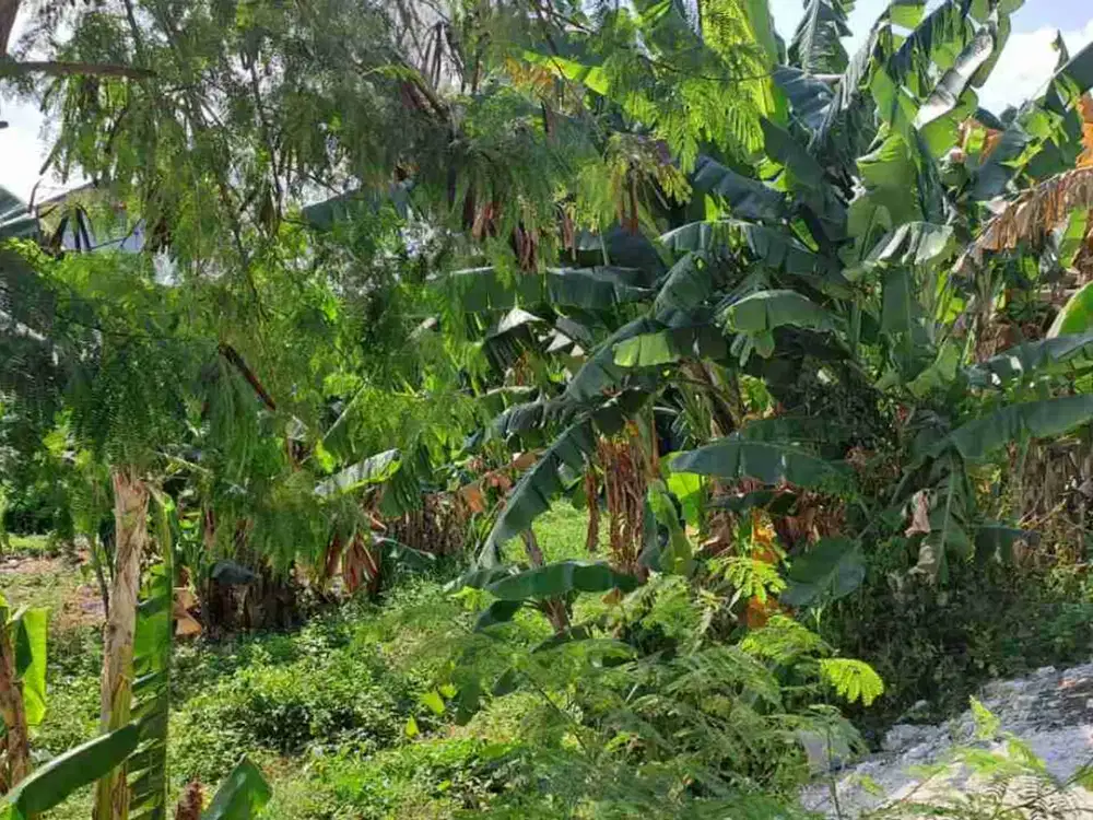JUAL TANAH 17 ARE PENAMPARAN BELAKANG MITRA 10 GATSU  JLN 4m 450jt/are+kompensasi jalan 500JT
