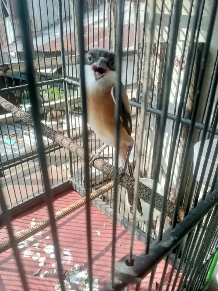 Cendet rajin pilis jalak brisik
