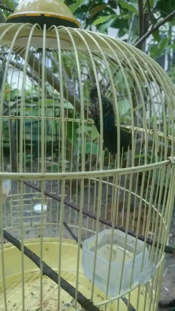 Anakan burung tledekan trotol jantan
