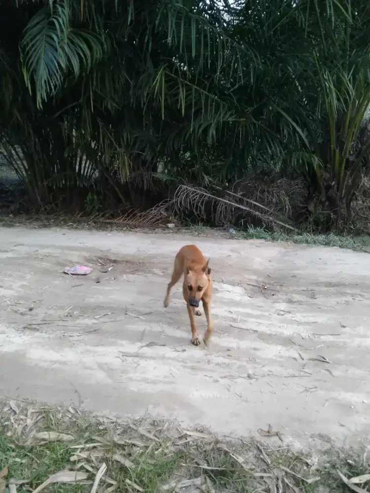 Jualan anjing ras besar