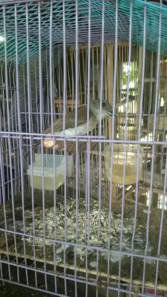 Burung Kancilan Bakau jantan