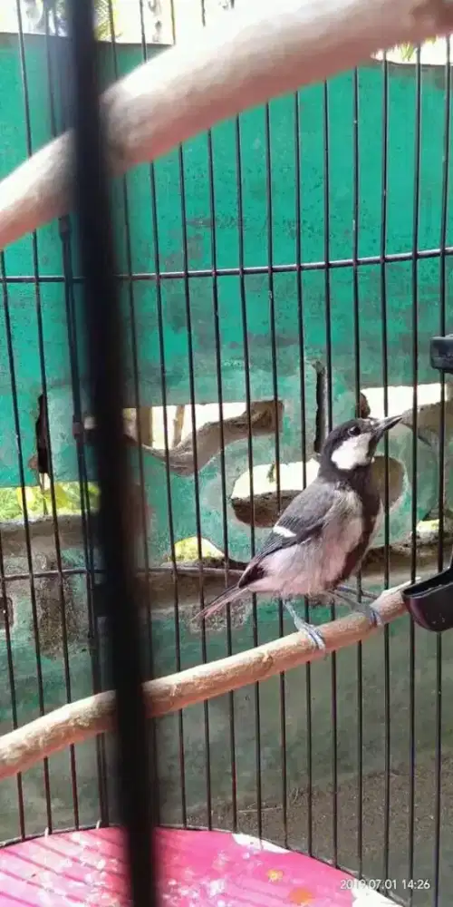 Burung gelatik batu jantan muda