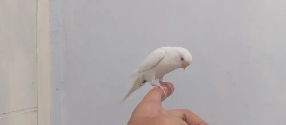 Burung Parkit Lokal Jinak
