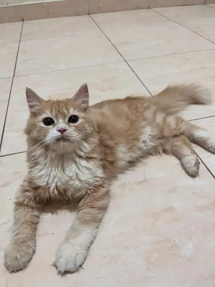 Anak kucing lucu