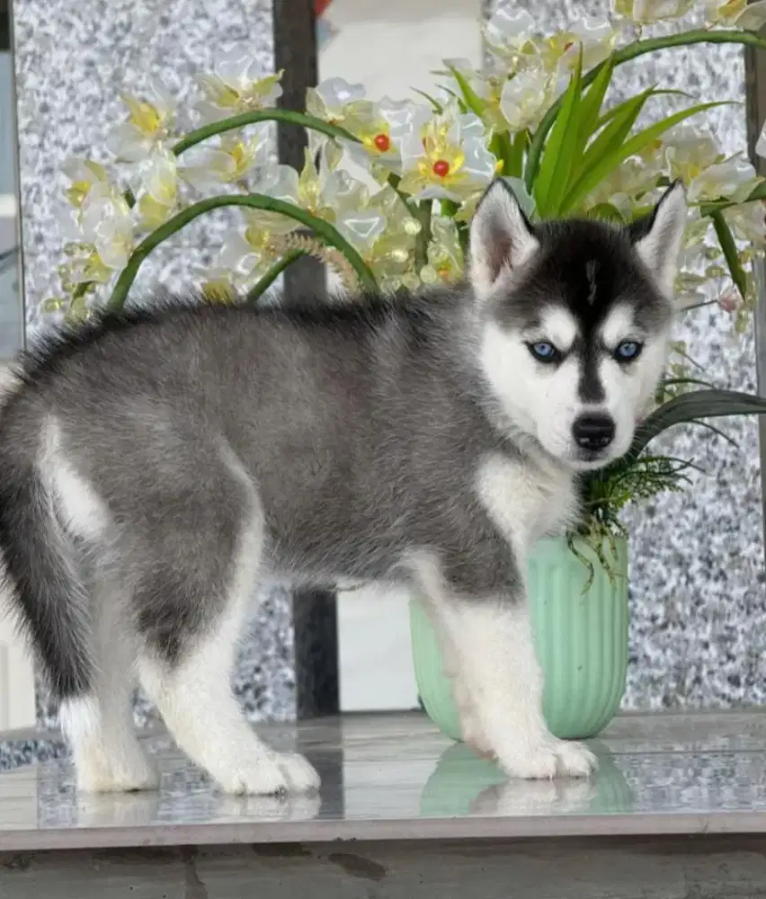 DIJUAL ANJING SIBERIAN HUSKY