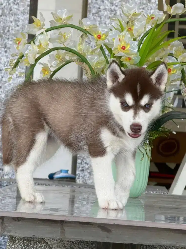 DIJUAL ANJING SIBERIAN HUSKY
