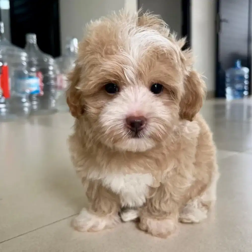 DIJUAL ANJING MALTESE MIX POODLE