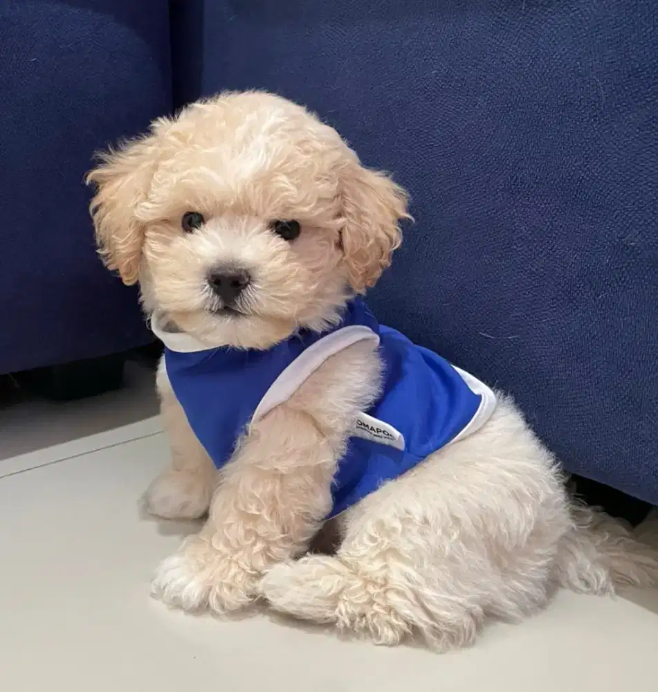 DIJUAL ANJING MALTESE MIX POODLE