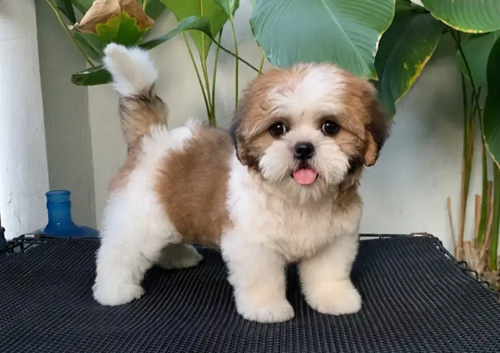 DIJUAL ANJING SHITZHU